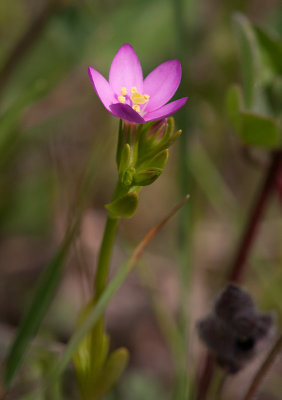 Kustarun (Centaurium littorale var. littorale)