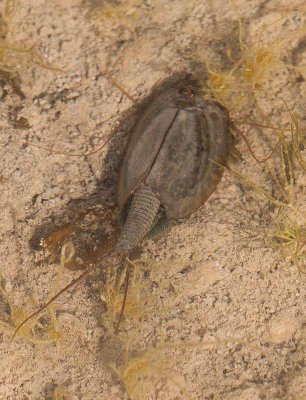 Hästskoräka (Triops cancriformis)
