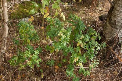 Irlandstrel (Euphorbia hyberna)