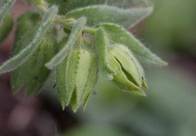 Nonnea (Nonea versicolor)