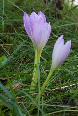 Prakttidlsa (Colchicum speciosum)