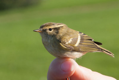 Yellow-browed Warbler (Phylloscopus inornatus)