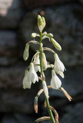 Kaphyacint (Galtonia candicans)