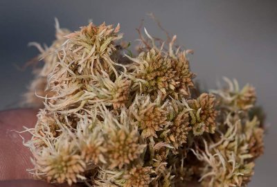 Rostvitmossa (Sphagnum fuscum)