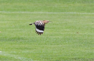 Hoopoe (Upupa epops)