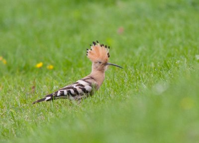 Hoopoe (Upupa epops)