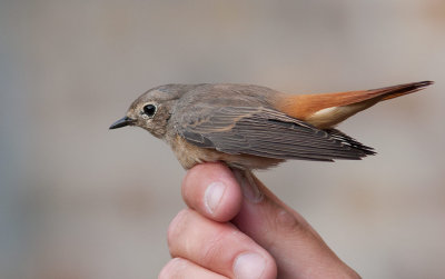 Common Redstart (Phoenicurus phoenicurus)