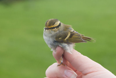  Pallass Leaf-Warbler (Phylloscopus proregulus)