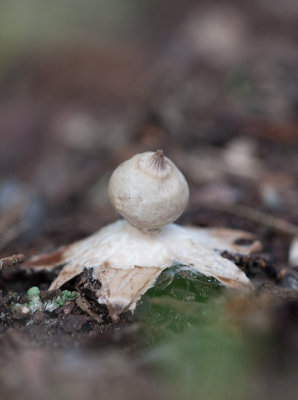 Dvrgjordstjrna (Geastrum schmidelii)