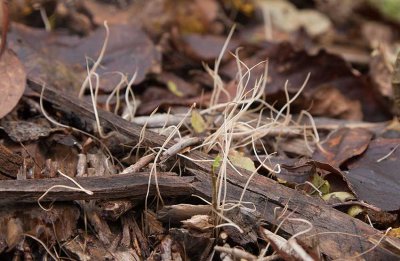 Hög trådklubba (Typhula phacorrhiza)