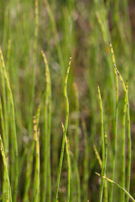 Sjfrken (Equisetum fluviatile)
