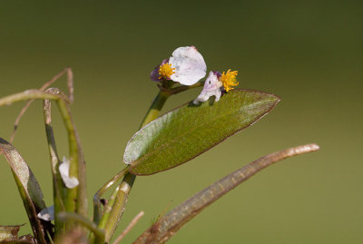 Trubbpilblad (Sagittaria natans)