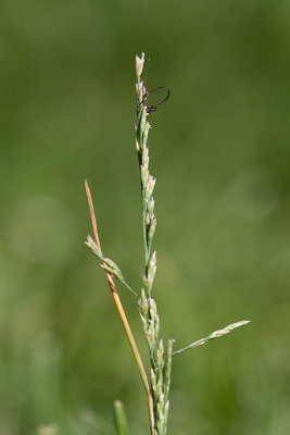 Saltgrs (Puccinellia capillaris)