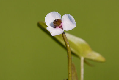 Trubbpilbladxpilblad (Sagittaria natans) 