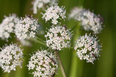 Sprngrt, smal (Cicuta virosa var. angustifolia)