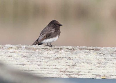 Black Phoebe (Sayornis nigricans)