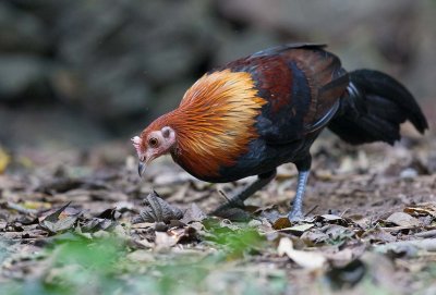 Red Junglefowl (Gallus gallus)