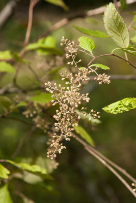 Vippspirea (Holodiscus discolor)