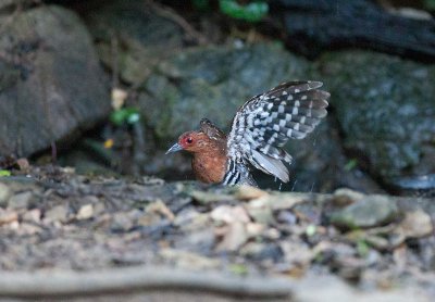 Red-legged Crake (Rallina fasciata)