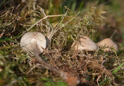 Rynkhtta (Mycena galericulata)	