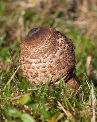 Stolt fjllskivling (Macrolepiota procera)