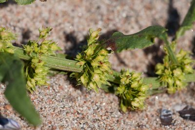 Strandskrppa (Rumex maritimus ssp. maritimus)