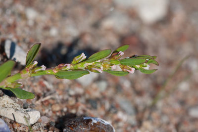 Smal trampört (Polygonum aviculare ssp. neglectum)