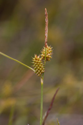 Grnstarr (Carex demissa )