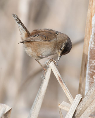 Marsh Wren (Cistothorus palustris)