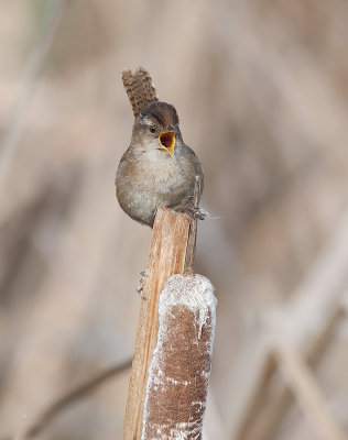 Marsh Wren (Cistothorus palustris)