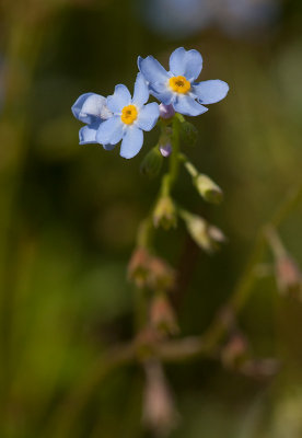 kta frgtmigej (Myosotis scorpioides)