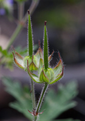 Brandnäva (Geranium lanuginosum)