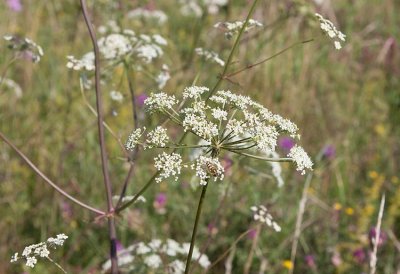 Backsilja (Peucedanum oreoselinum)