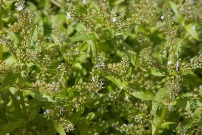 Vattenveronika (Veronica anagallis-aquatica)