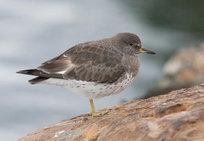 Surfbird (Calidris virgata)