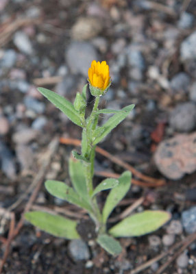 kerringblomma (Calendula arvensis)