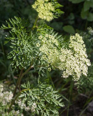 Karstsilja (Selinum silaifolium)