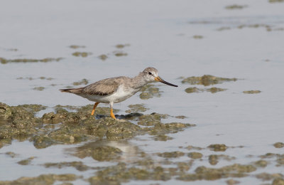 Terek Sandpiper (Xenus cinereus)