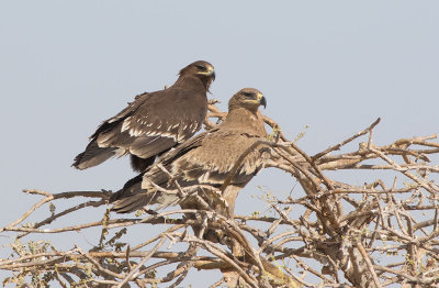 Greater Spotted Eagle (Clanga clanga) and Steppe Eagle (Aquila nipalensis)