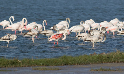 Greater Flamingo (Phoenicopterus roseus)