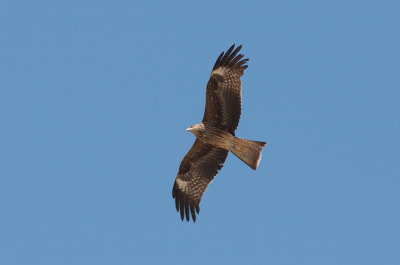 Black Kite (Milvus migrans)