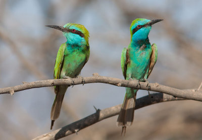 Arabian Green Bee-eater (Merops cyanophrys)	