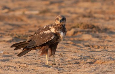 Eurasian Marsh-Harrier (Circus aeruginosus)