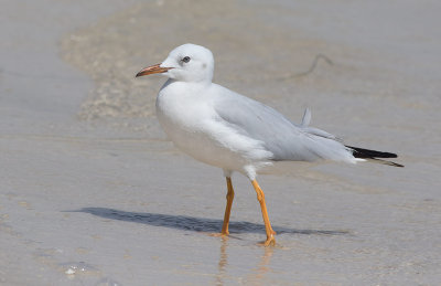 Slender-billed Gull (Chroicocephalus genei)