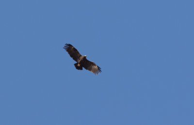 Greater Spotted Eagle (Clanga clanga)