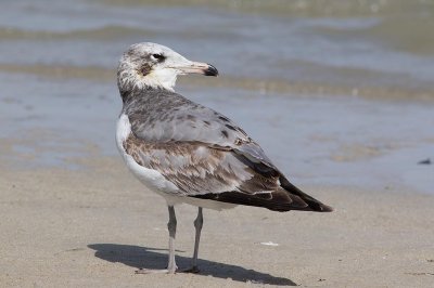 Pallas's Gull (Ichthyaetus ichthyaetus)	