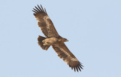 Steppe Eagle (Aquila nipalensis) 2k	