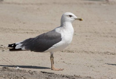 Heuglins Gull (Larus heuglini)