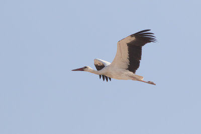 White Stork (Ciconia ciconia)