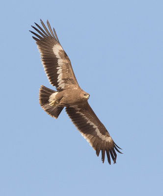 Steppe Eagle (Aquila nipalensis) 1k	
